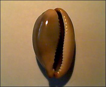 Luria lurida